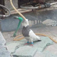 کبوتر طوقی شکلاتی نر