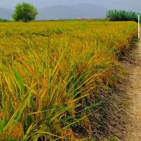 شالی فجر ۹۰ روزه و دم‌سیاه بذری موجوده