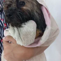 سگ گوگولی