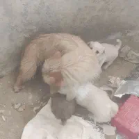 واگذاری سگ فانتزی وگارد