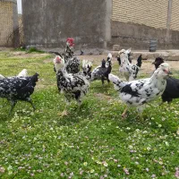 تخم مرغ گلین موجوده