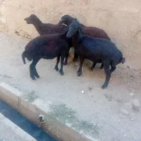 بره ماده غزل لخت ابستن