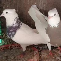 طوقی|پرنده|بم, |دیوار