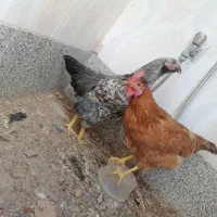 یک جفت مرغ خروس خانگی
