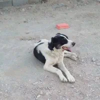 ۱عددسگ سراب خوب براباغ ویلا وشرکت....