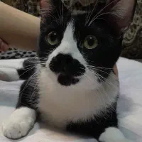 ۴ تا پیشی|گربه|تبریز, |دیوار