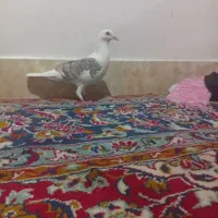 کبوتر پشت گراف