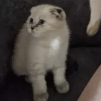 گربه اسکاتیش ۲ ماهه