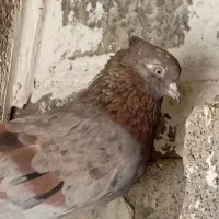 کفتر کوهی