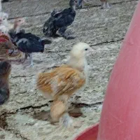 برهما جوجه زینتی