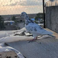 سلام یک عدد سفید خطی ماری