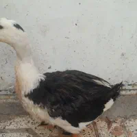 اردک
