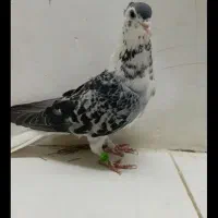 ساده افشون