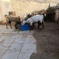 تعداد ۷ عدد بز دورگ اصلی بهترین نژاد
