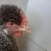 مرغ تخم‌گذار