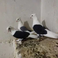 پرنده فروشی کنگان