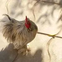 خروس کوشین