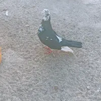 کبوتر ایرانی