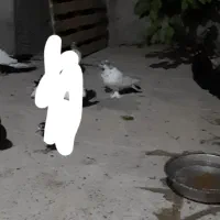 یک عدد کبوتر گم شده