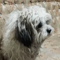 یک جفت سگ پاکوتاه نر و ماده