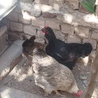 مرغ تخمگذار