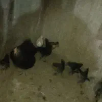 مرغ بوقلمون