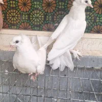 جفت مفلغ راهب سفید