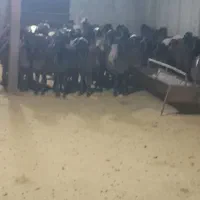 فروش دام زنده ورامین