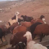 بره قوچ پلنگی