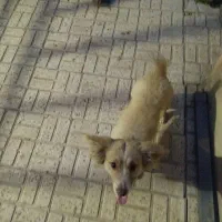 سگ اشپیز رایگان