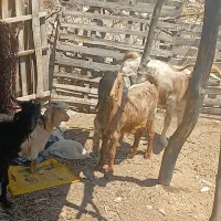 فروش فوری دو عدد بز بزغاله بفروش میرسه