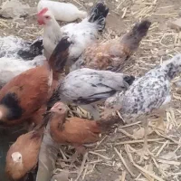 جوجه مطنی