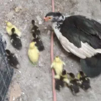 اردک مادر با بچه