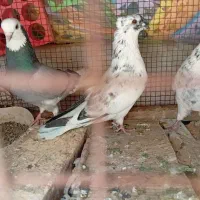 با سلام فروش چند عدد کبوتر پرشی عالی