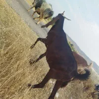 4 بز افغانی جوان