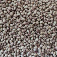 لوبیا چیتی یکدست درجه یک ،کشت زنجان