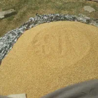 گندم بذری هشترود