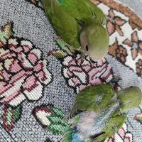 جوجه کوتوله