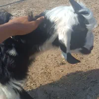 بز غاله|حیوانات مزرعه|دزفول, |دیوار