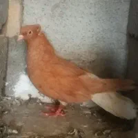 کبوتر