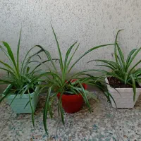 گل گندمی گل برگ بیدی گل الوورا
