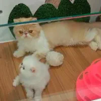 گربه پرشین ماده اگزوتیک