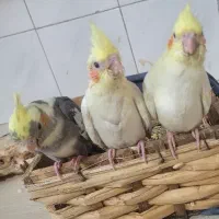 جوجه عروس سرلاکی