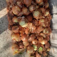 پیاز زرد پاییز ه