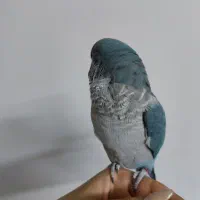طوطی|پرنده|قم, شاه ابراهیم|دیوار