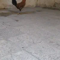 خروس محلی
