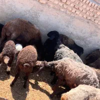 میش و بره افشار