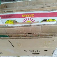 کارتن موز