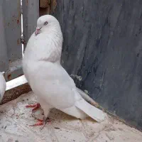 کفتر