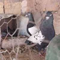 سین سیاه|پرنده|کرمان, |دیوار